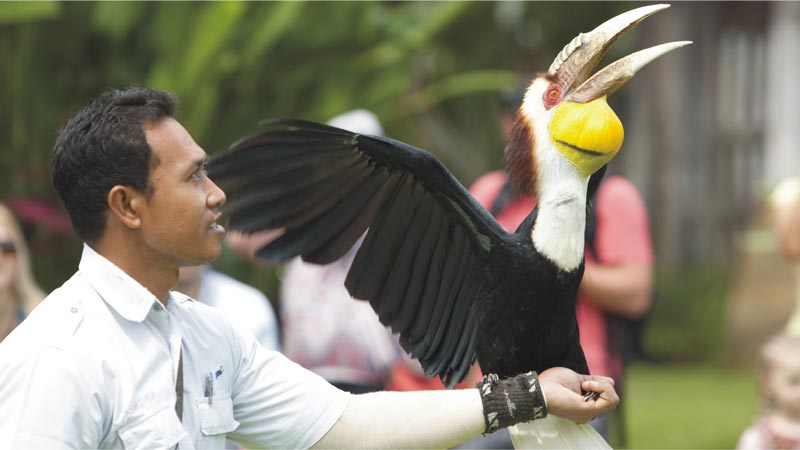 Bali Rainforest Bird Park