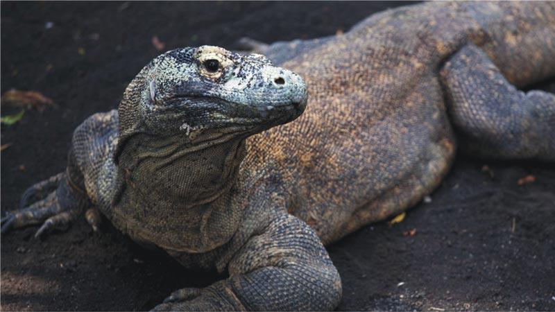 Komodo Experience - Bali Bird Park