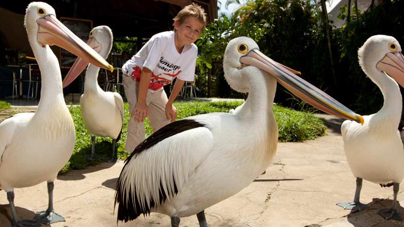 Pelican Feeding