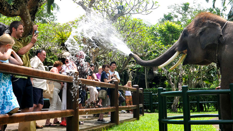 Best Elephant Sanctuary In Bali