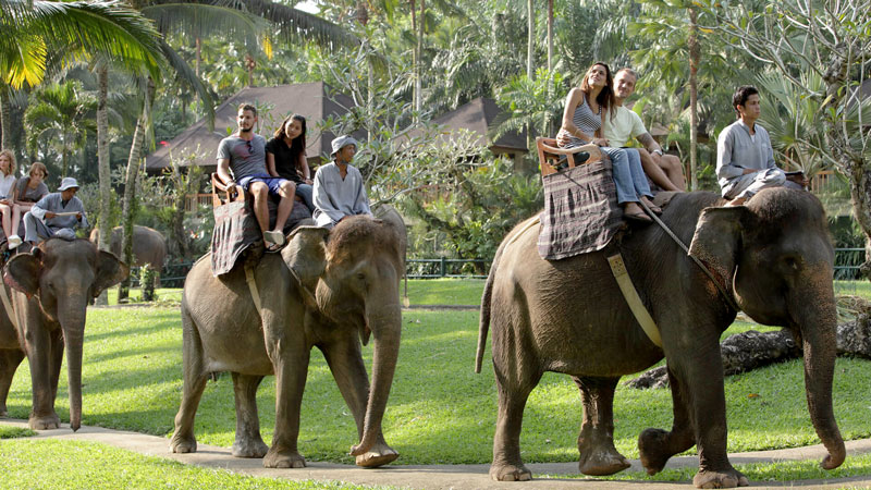 Elephant Ride Mason Park Ubud