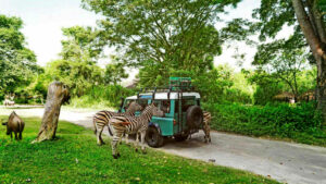 White Tiger : 5 Things you Need to Know - Taman Safari Bali