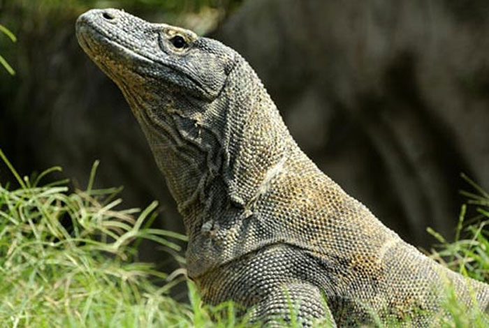 Komodo Key Exhibits Bali Safari