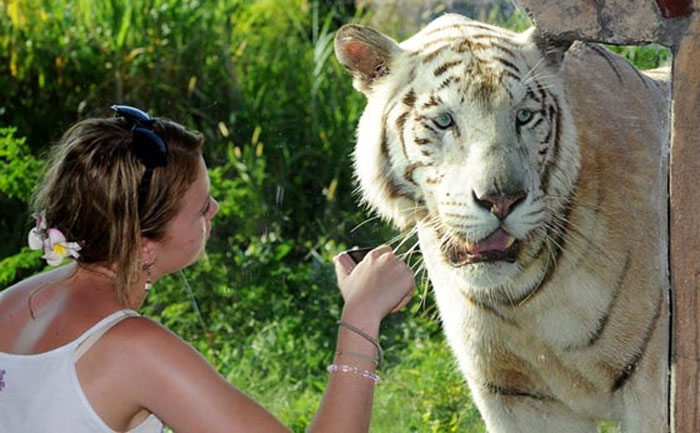 Ranthambore Key Exhibits India White Tiger