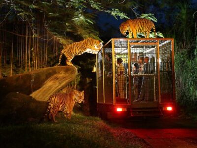 Night Safari Bali Marine Park Tour