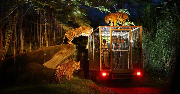 Night Safari Bali Marine Park Tour