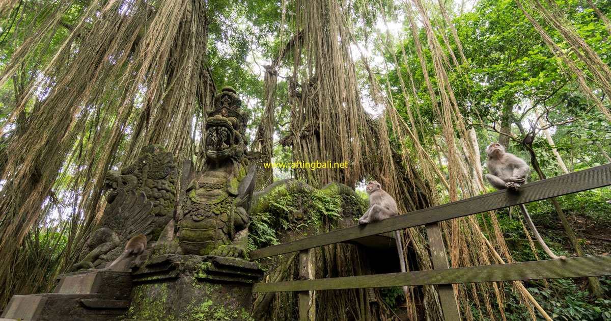 Monkey Forest Ubud