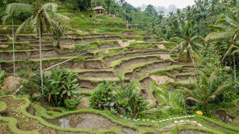 Tegalalang Rice Terrace In Ubud Bali