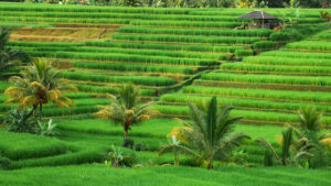 Jatiluwih Rice Terrace Tabanan Bali