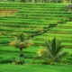 Jatiluwih Rice Terrace Tabanan Bali