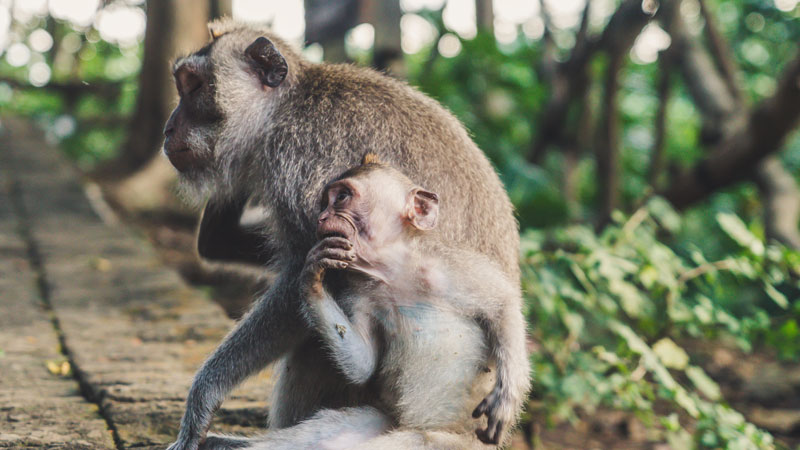 Mischievous long-tailed grey monkeys at Uluwatu Temple.