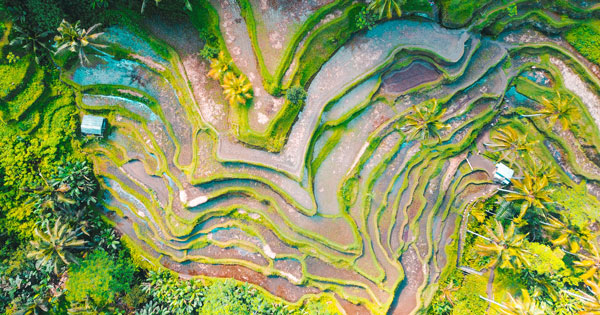 Tegalalang Rice Terraces Ubud Bali