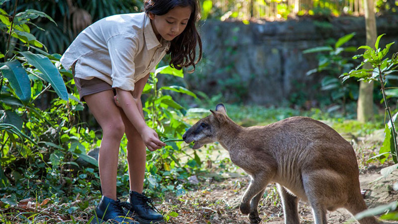 Animal Park Recreation Attraction