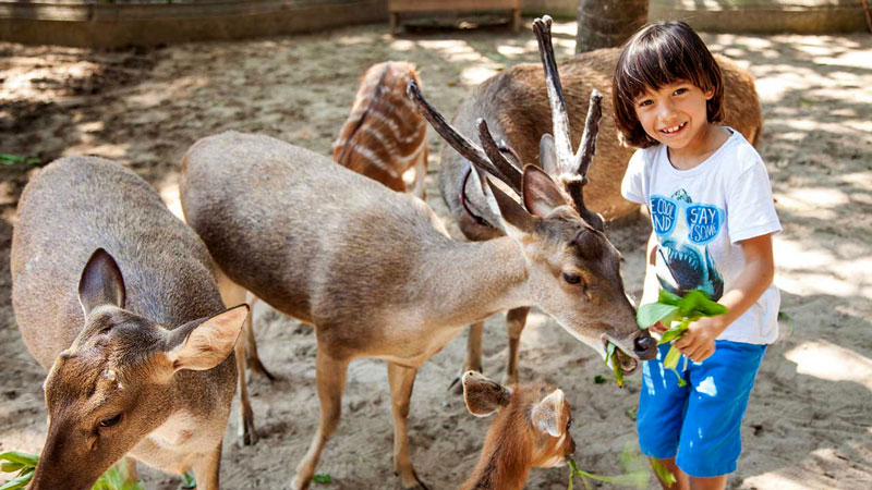 Petting Wildlife Park