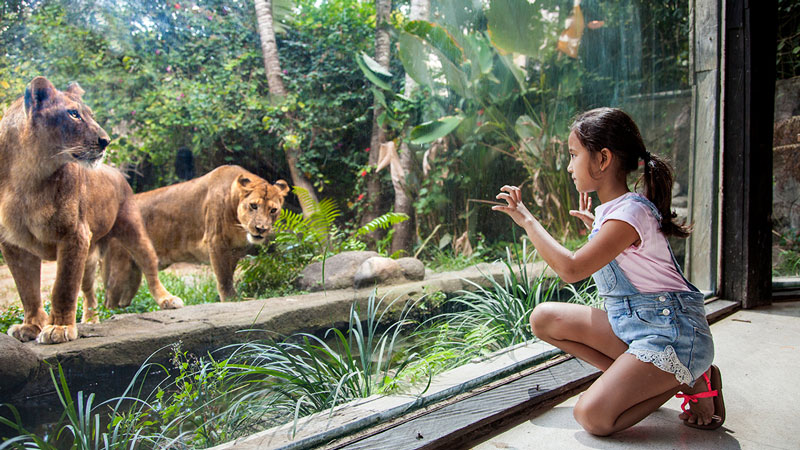 Kids watching two lions at Bali Zoo during family holiday.