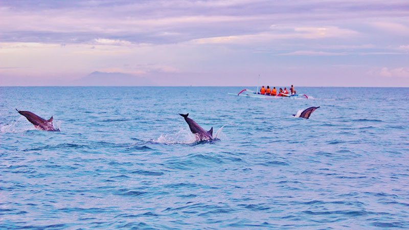 Dolphins leaping near tourist boat at dawn in Lovina Beach, Bali