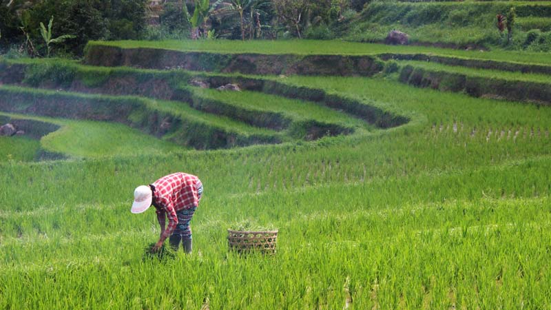 Rice Terrace Is One Of The Favorite Things To See In Bali