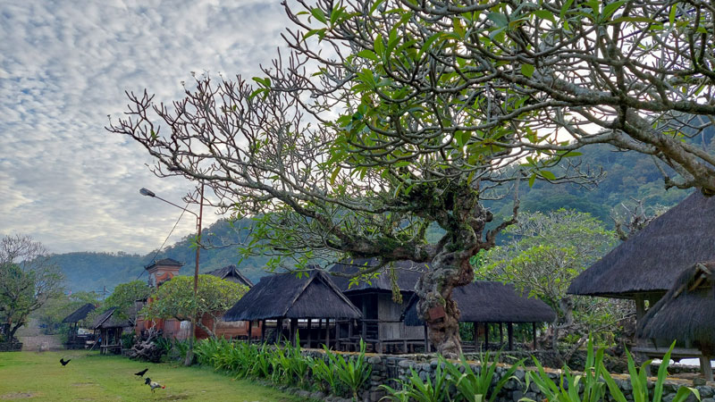 Traditional thatched-roof houses in Tenganan Village with frangipani tree.