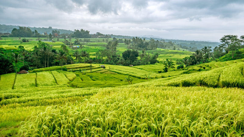 Stunning panoramic views of the green rice terraces of Jatiluwih