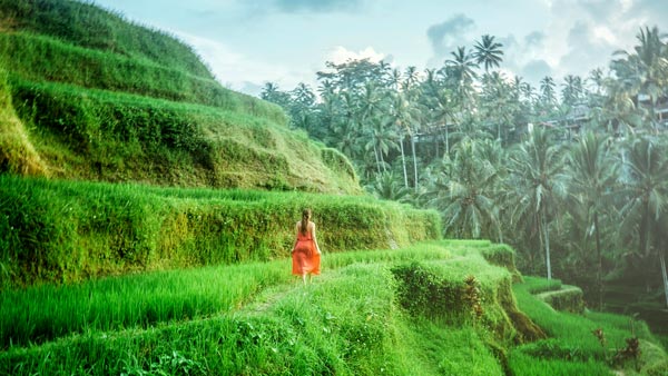 Bali Rice Terrace Scenery