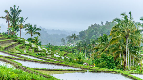 Jatiluwih Rice Terraces Bali