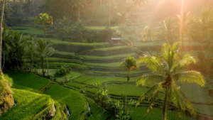Ubud Travel Guide – Exploring Tegalalang Rice Terraces at Sunrise.
