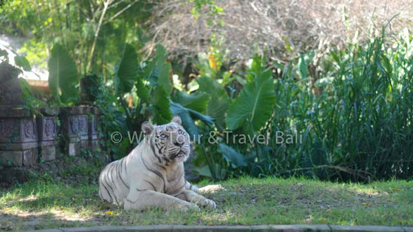 Indian White Tiger