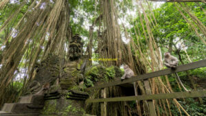 Monkey Forest Ubud Bali