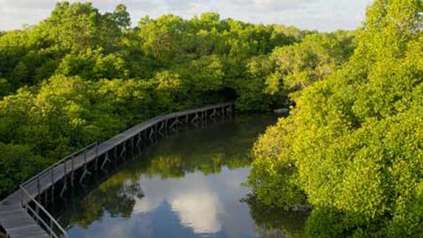 Mangrove Forest Bali