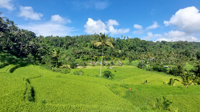 Rice Field Scenery From Lobby