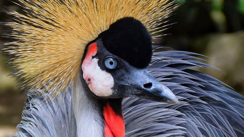 African Crowned Crane at the African Experience Exhibit