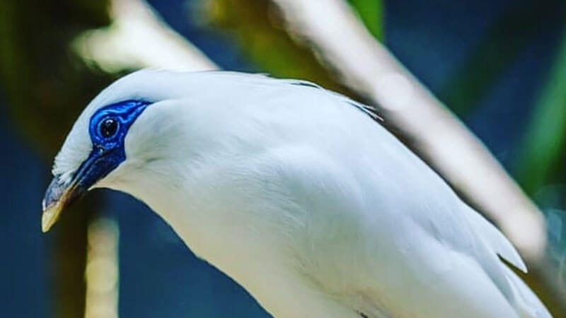 Endangered Bali Starling at Bali Exhibit in Bali Bird Park