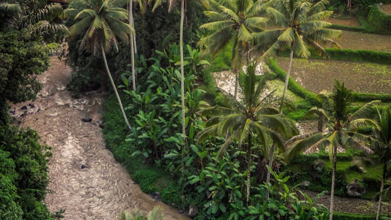 Panoramic view of tropical forests along Ayung River