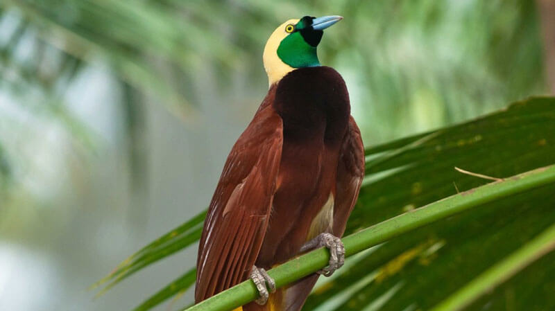 Red Bird of Paradise perched in Bali Bird Park's Papua exhibit