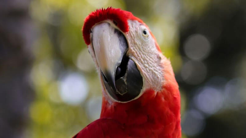 Scarlet Macaw at South American Exhibit in Bali Bird Park