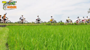 A group of cyclists on an Ubud rice field during Sobek Adventure tour