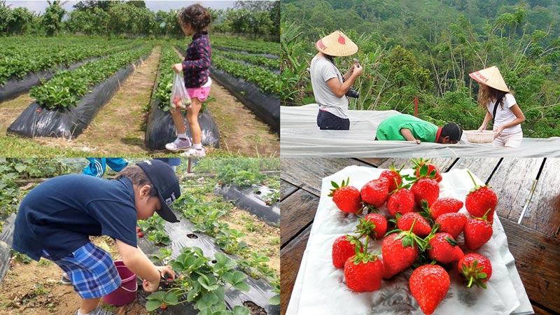 Collage of visitors picking strawberries and freshly harvested strawberries at Bedugul Strawberry Farm, Bali.