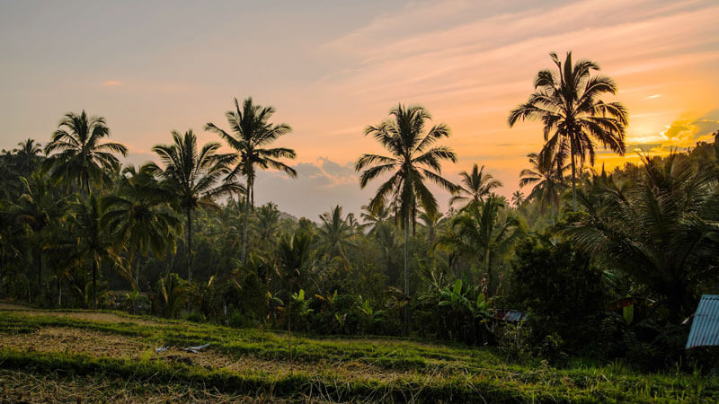 Palm silhouettes against the golden sunset over the Munduk Rice Terraces in Bali.