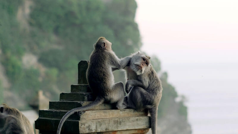 Long-tailed Macaques at Uluwatu temple cliff walls