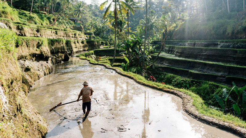 Local farmer tending to the Tegallalang Rice Terraces