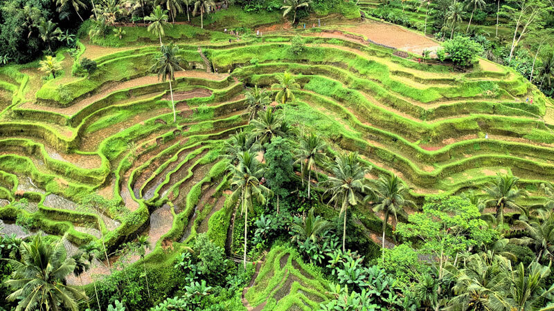 Aerial view of Tegallalang Rice Terraces in Ubud during the dry season