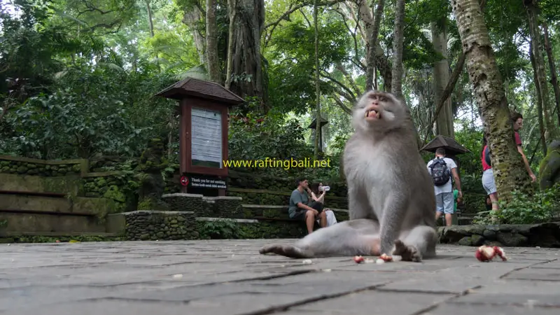 Long-tailed macaque on paved path at Monkey Forest Ubud