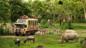 Bali Safari tour tram with zebras and rhinos in open savannah