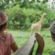 Bali Safari kids watching a giraffe from the Safari Journey vehicle