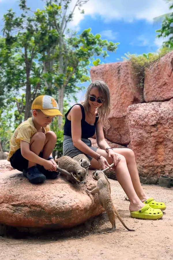 Child feeding meerkats on rock at petting zone