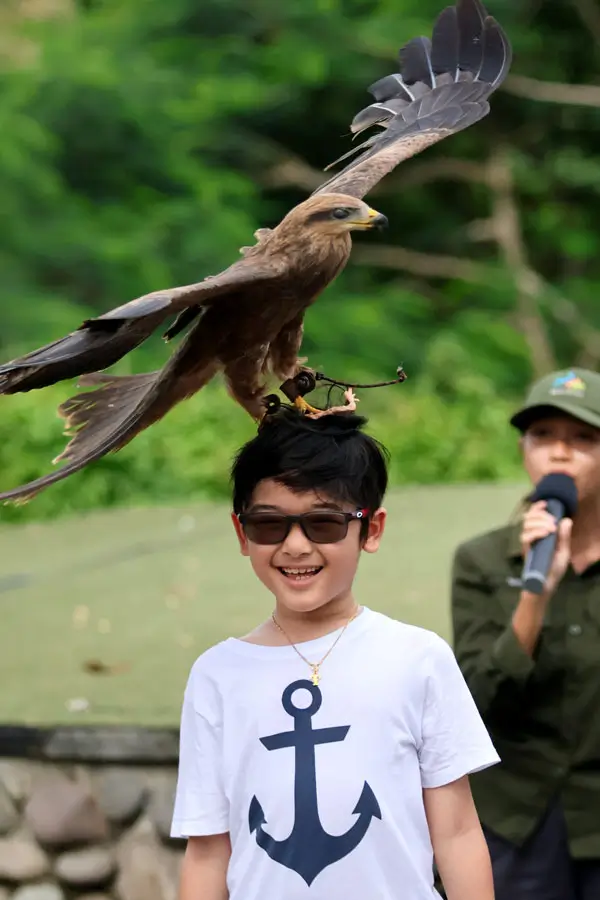 Surprised child interacting with bird during live show
