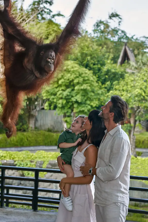 Family watching orangutan at Bali Zoo during breakfast experience