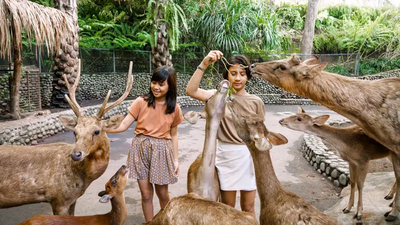 Children feeding friendly deer at Bali Zoo’s open-air petting zoo