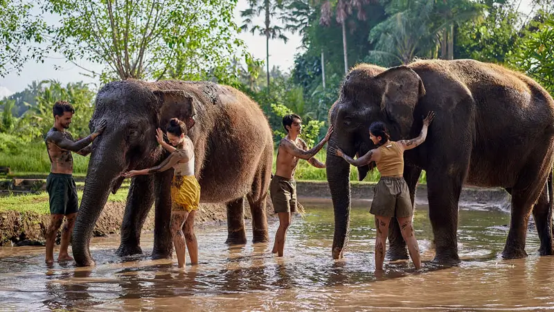 Guests enjoying Bali Zoo’s Elephant Mud Fun experience with full-body interaction