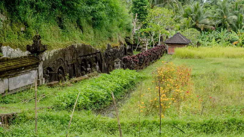 Ricefield path curving along ancient cliffs in Ubud countryside